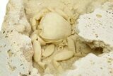 Fossil Crab (Potamon) Preserved in Travertine - Turkey #350885-1